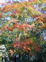 談山神社の紅葉